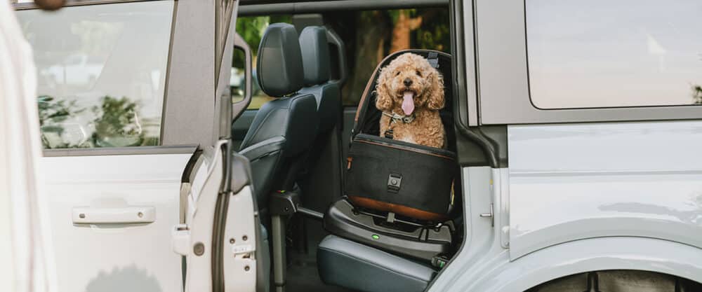 Haustier-Autositz Maeve im Auto befestigt, ein Hund sitzt darin und schaut durch die offene Autotür nach draußen.