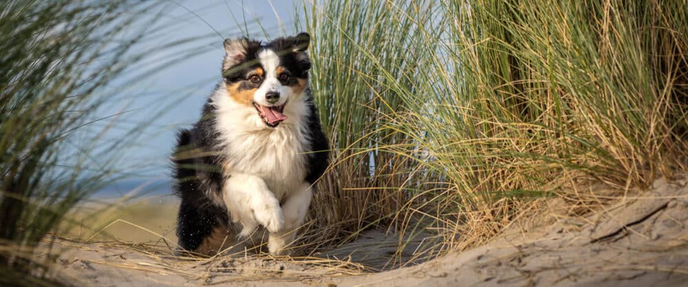 Hund am Hundestrand an der Nordsee