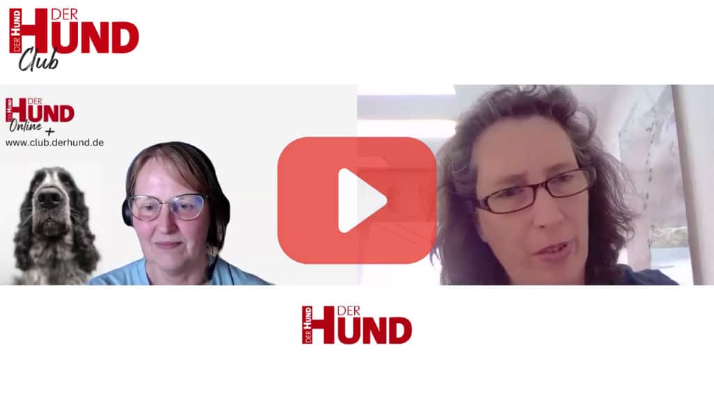 Eine Videovorschau mit Su Steiger (links) und Tatjana Rusch (rechts) im Gespräch, jeweils in unterschiedlichen Umgebungen. Links im Bild ist ein Hund abgebildet, darüber steht das Logo „DER HUND Club Online“ sowie die Website-Adresse www.club.derhund.de . Im Zentrum des Bildes befindet sich ein großes, rotes Play-Symbol. Mehrfach ist das „DER HUND“-Logo in Rot und Schwarz in den Ecken des Bildes platziert.