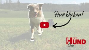 Social Hour beim Tierheim München