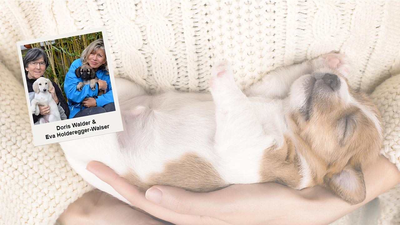 Webtalk Welpentest & Hundeanalyse