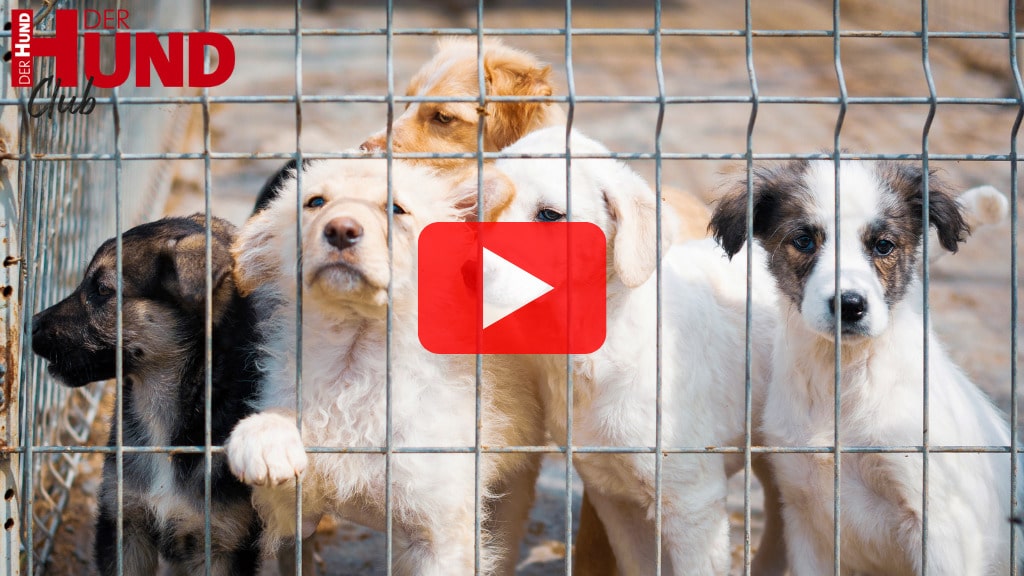 5 Junghunde sitzen in einem vergitterten Auslauf in einem Tierheim. In der Mitte des Bildes befindet sich ein roter Play-Button